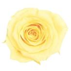 【プリザーブドフラワー　花材　資材】 モーニングイエロー・ローズ・かのん・M・大地農園（9輪入）