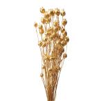 [ сухой цветок материалы для цветочной композиции материал ]f-sen мак * Gold * большой земля сельское хозяйство .
