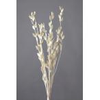 [ сухой цветок материалы для цветочной композиции материал ]fibi Kia * "теплый" белый * большой земля сельское хозяйство .