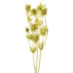 [ консервированный цветок материалы для цветочной композиции материал ] Erin ju-m* Magne -ta* glass green * большой земля сельское хозяйство .