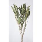 [ сухой цветок материалы для цветочной композиции материал ]wi low эвкалипт *NG* большой земля сельское хозяйство .