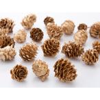 [ консервированный цветок сухой цветок материалы для цветочной композиции материал ]kala сосна * Gold 