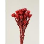 [ сухой цветок материалы для цветочной композиции материал ] серебряный te-ji-* красный * большой земля сельское хозяйство .