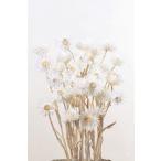 【ドライフラワー　花材　資材】 白・ミニシルバーデージー・大地農園