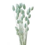 [ сухой цветок материалы для цветочной композиции материал ]poa растения * коврик голубой * большой земля сельское хозяйство .