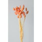 [ сухой цветок материалы для цветочной композиции материал ]poa растения * двухцветный * желтый красный * большой земля сельское хозяйство .