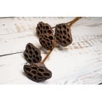 [ сухой цветок материалы для цветочной композиции материал ] - s*N* большой земля сельское хозяйство .