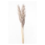 [ сухой цветок материалы для цветочной композиции материал ]p салон Lead * жемчуг серый * большой земля сельское хозяйство .