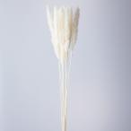 [ сухой цветок материалы для цветочной композиции материал ] tail Lead * белый * большой земля сельское хозяйство .