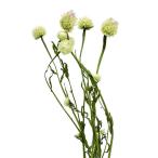 [ сухой цветок материалы для цветочной композиции материал ] цент - редкость * America -na