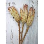 [ сухой цветок материалы для цветочной композиции материал ] темно синий Park ta- bat 