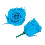  консервированный цветок * Caribbean голубой *piko Rav ro Sam *