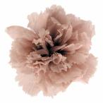 プリザーブドフラワー・ ヌードピンク・ミニカーネーション・