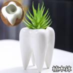  цветочный горшок цветок pot посадочная машина зуб type кактус мини бонсай садоводство садоводство сопутствующие товары декоративное растение для симпатичный модный интерьер смешанные товары Uni -k салон магазин 