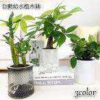  цветочный горшок автоматика водоснабжение посадочная машина салон культивирование . аквариум имеется цветок pot декоративное растение полив модный простой цветок трава суккулентное растение интерьер 