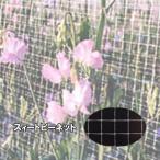 �X�C�[�g�s�[�l�b�g �ڍ�18�~20mm 1m�~100m �� OF1674 �R���E�F�b�h�l�b�g �^S ����s��