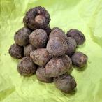 1kg семенной клубень Ishikawa . сырой . шар Toyama производство . только ...sa игрушка mo таро культивирование для .S DZ