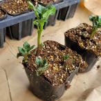 10 pot ....... pot рассада jagaimoPVP картофель культивирование для рассада .S D ( за границей .. запрет регистрация товар вид название :.... желтый золотой сельское хозяйство . вода производство . товар вид регистрация : no. 28235 номер )