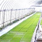 丈夫で長持ち 育苗用 プールシート 厚さ 0.26mm×幅 300cm×長さ 30m プール育苗 シート オK 代引不可