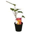 40 шт 10.5cm pot рассада Calbee батат . - .. Pro to leaf pot рассада .. культивирование овощи клубень рис S