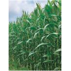  вид 3500 шарик кукуруза snow tento. лето SM6343 средний сырой . стоимость произведение предмет кукуруза снег печать вид рассада рис S оплата при получении не возможно 