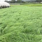  вид 1kgte фугу RussLee f gun бонус пальто семена высшее . сырой . стоимость снег печать вид рассада рис S оплата при получении не возможно товар вид название : бонус 