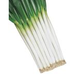  вид лук-батун белый Star 8.0ml×3 пакет takii вид рассада весна .. вид .... семена овощи поле культивирование огород товар вид рис S D почтовая доставка ( регистрация товар вид название : белый Star )