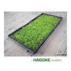  местного производства . мох 300×450mmbi load. подобный лист кокэдама оборудование орнамент материал сад материал Aqua Terra lium2~5cm натуральный половина день . мох высокий goke камень .. мох магазин оплата при получении не возможно 