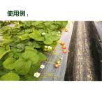 いちご玉受けネット N400 40cm×200m 高設栽培 葉よけ 茎折れ解消 風害 保護 サT 個人宅配送不可 代引不可