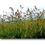  газонная трава . вид o- коричневый -do стакан koroniaru отдушина стакан вид вид 1kg вид только распродажа . еда предотвращение зеленый . покатость семена . большой вместе B оплата при получении не возможно дом частного лица рассылка не возможно 