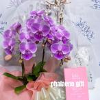 ミニ胡蝶蘭 3本立て ピンク 開店祝い 移転祝い 就任祝い お誕生日 プレゼント 木札 ミニサイズ 札幌 九州 大阪 贈り物 立札 当選