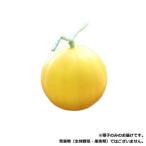 メロン種子 おてがる�