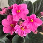  цент Poe задний [ розовый автомобиль in ] цветение АО 3.5 номер 