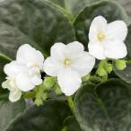 [New 2025] цент Poe задний [se Len белый ] цветение АО 3.5 номер 