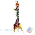 1：1等身大のリアルな脊椎モデル 多