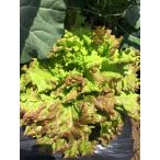  мягкость .~! нет пестициды Sunny lettuce .. максимально высокий!