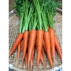 .~.! нет пестициды! лист имеется морковь 5kg комплект обязательно палочка .!