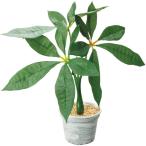 ショッピングPSハンガー パキラポット　H26×W約20cm　布・PE・PS・PP・スチール【1ヶ入】