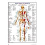 Human Body тело человека постер легкий алюминиевый рама есть 91.5×61cm