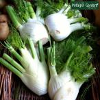 ハーブ苗フローレンスフェンネル