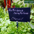 ハーブ苗チャービル