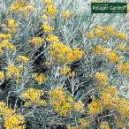 ハーブ苗カレープラント