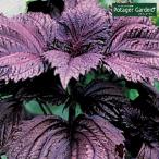 ハーブ 苗 シソ（種類 栽培 ハーブガーデン ハーブティー 花 ガーデニング 栽培キット）