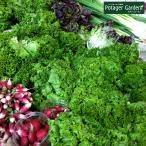 野菜 苗 ロロビオンタ レタス（種類 栽培 ハーブガーデン ハーブティー 花 ガーデニング 栽培キット）