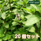 ハーブ苗セットペパーミント20個