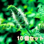 ハーブ苗セットスペアミント10個
