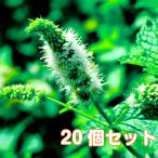 ハーブ苗セットスペアミント20個