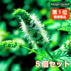 ハーブ苗セットスペアミント5個