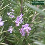 ハーブ苗ローズマリーウッド