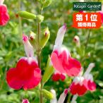  herb seedling Cherry sage hot lips ( kind cultivation herb tea herbgarden .. leaf flower gardening sapling fruit tree cultivation kit )